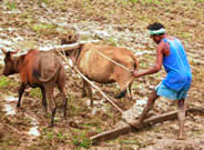 Farmer leveling the inundated field