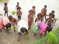 Children at rice transplantation